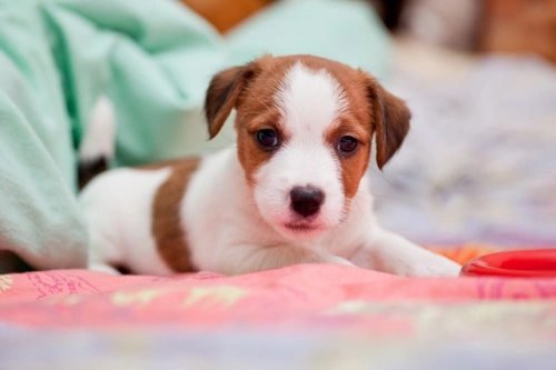 6 Common Dog Behaviour Myths Debunked for Better Care
