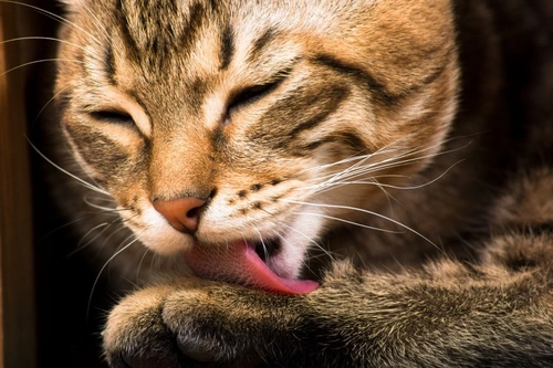How Cats Groom: Understanding Their Grooming Habits