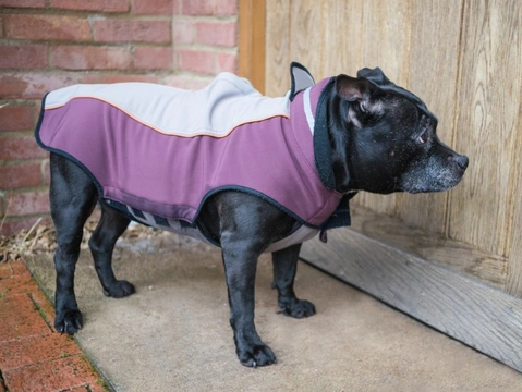 Is it a good idea to install a dog door in your home?