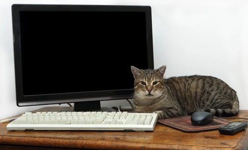 Keeping Pets Safe Around Electrical Cords: Essential Tips