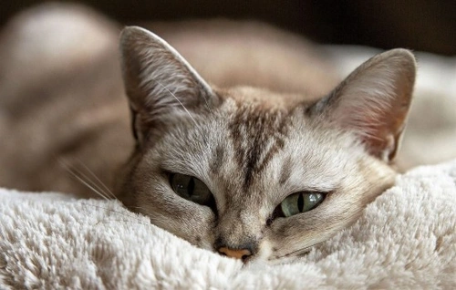 Acupuntura para gatos