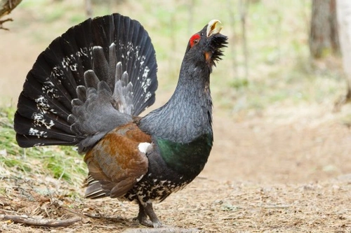 Britain’s Most Endangered Birds: A Comprehensive Guide