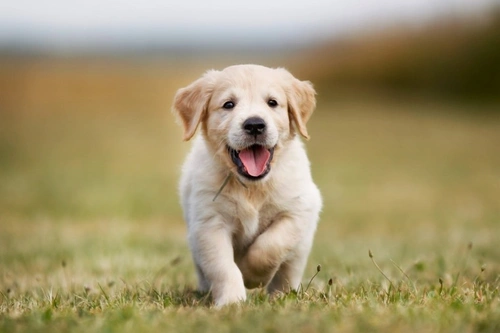 Five Ways Children Can Be Dangerous to Dogs Safely Explained