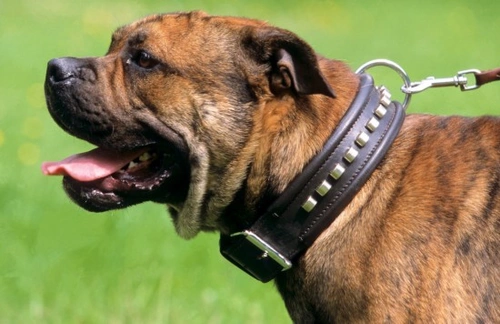 Novedades de la Ley de Perros Peligrosos 2014 para dueños en España
