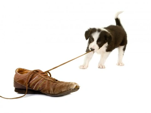 Common Puppy Problems: Digging, Straying, Pulling & More
