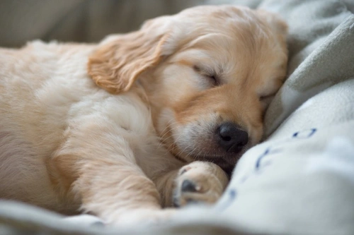 Common Nervous System Disorders in Dogs and Prevention Tips