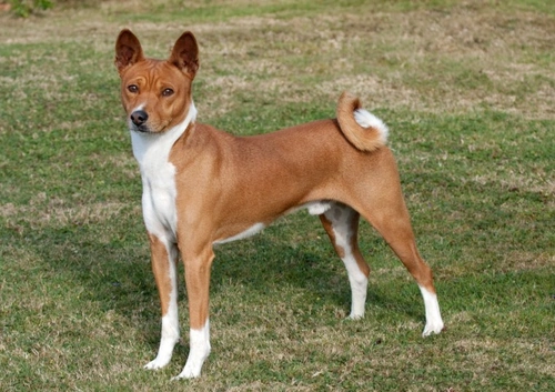 What is a basal dog breed? Basal breeds explained