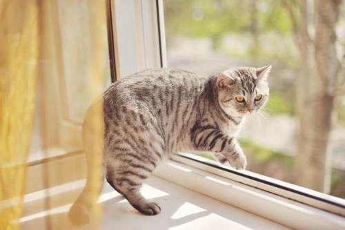 How to successfully keep an outdoor cat indoors