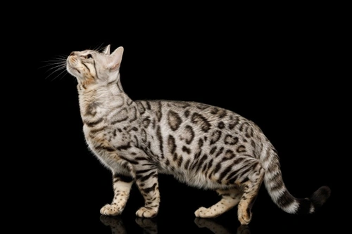 Cats and the primordial pouch: What you need to know
