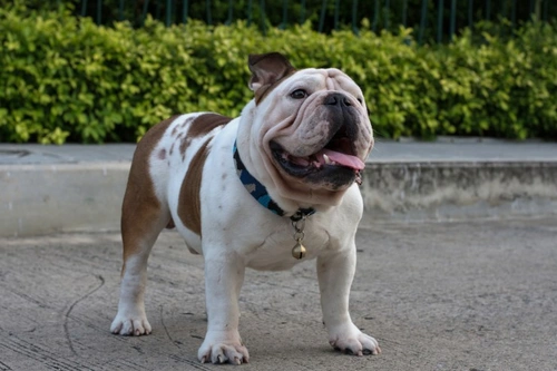 7 Overlooked Factors Affecting Your Dog's Weight