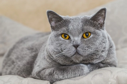 Nutrientes esenciales para gatos y sus funciones clave