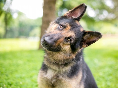Dogs and Eye Contact: When to Use It Wisely