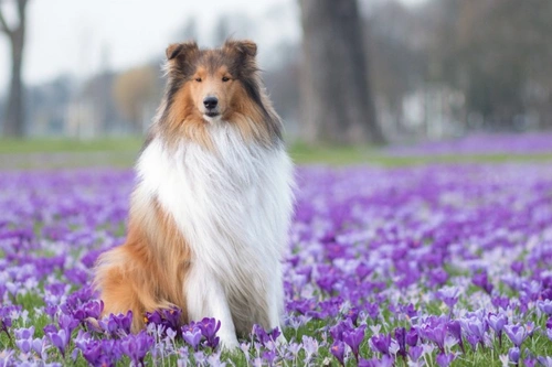 Easter Half Term Dog Safety: 9 Essential Holiday Tips