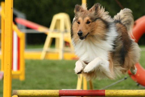 Dog Agility for Beginners: A Complete Guide to Getting Started