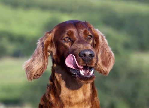 Megaoesophagus in Irish Setters: Signs, Diagnosis & Care