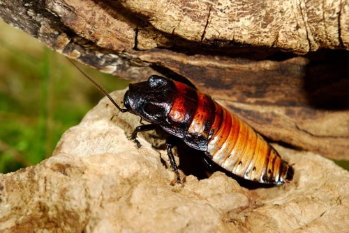 Complete Guide to the Madagascan Hissing Cockroach as a Pet