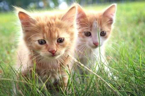 Identifying intestinal worms in cats: Key types & symptoms