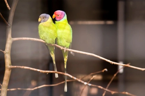 Plum Headed Parakeet Care Guide: Appearance, Feeding & Breeding