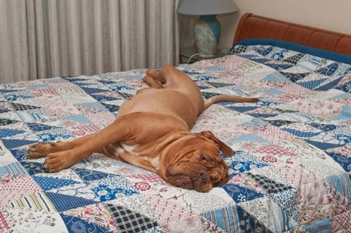 Cómo manejar a un perro que hace sus necesidades en la cama