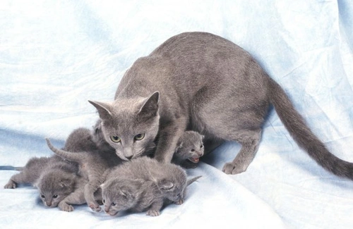 What is Fading Kitten Syndrome? Symptoms, Causes & Treatment