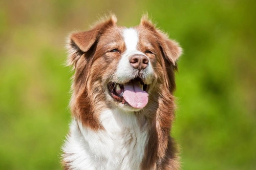 Toxoplasmosis in Dogs: Causes, Symptoms & Prevention