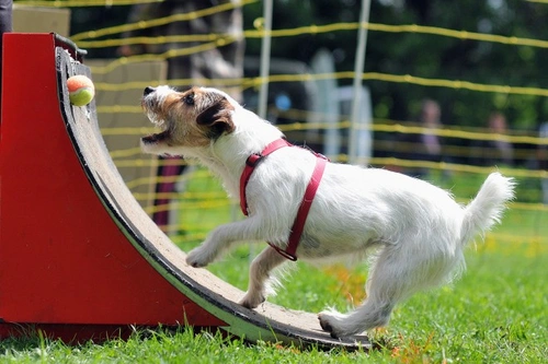 Starting New Activities with Your Dog at Any Age