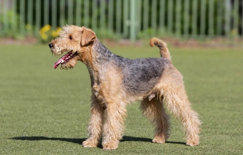 10 Essential Facts About Lakeland Terriers Before Buying