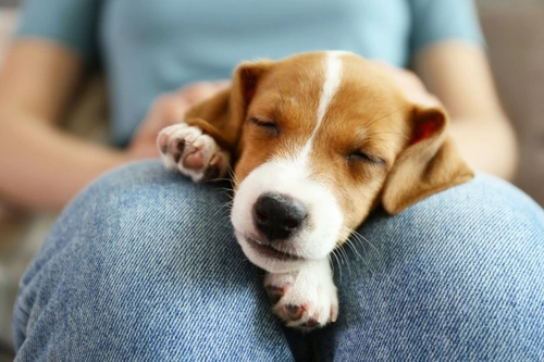 Who doesn’t vaccinate pets in the UK and why? Survey 2025 reveals