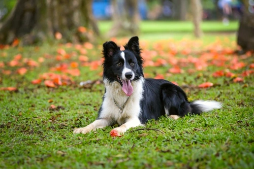 The Ten Commandments of Dog Park Courtesy: Essential Etiquette