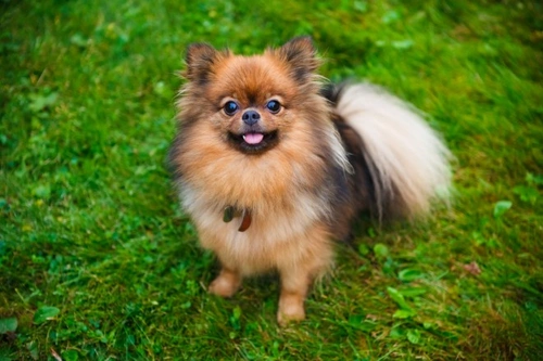 Bald patches and fur loss in dogs: causes and care