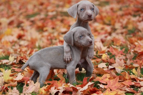 Best Places to Buy or Adopt a New Pet in the UK