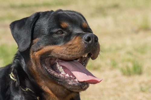 Stomach Ulcers in Dogs: Symptoms, Causes & Treatment Guide