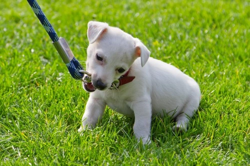 Why Regular Dog Walking and Exercise Is So Important