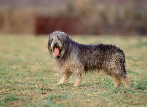 The Sapsali: Complete Guide to Korea's Charming Dog