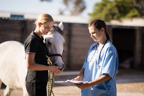 Key Questions to Ask When Buying a Horse