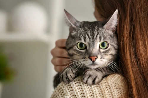 How to Keep Your Cat Safe and Indoors on Guy Fawkes Night