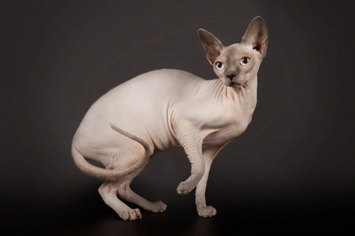 4 Cat Breeds That Need Extra Care and Attention
