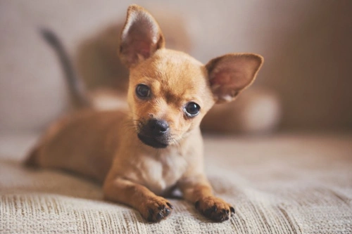 Is it Dangerous if Your Dog Eats Waterproof Glue Like Gorilla Glue?