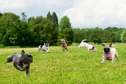Puppy Socialisation: Essential Guide for a Well-Adjusted Dog