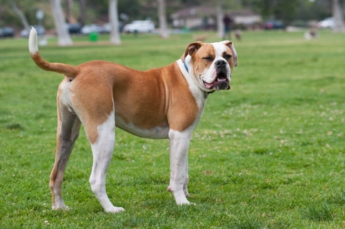 American Bulldog vs English Bulldog: Which Is Best for You?