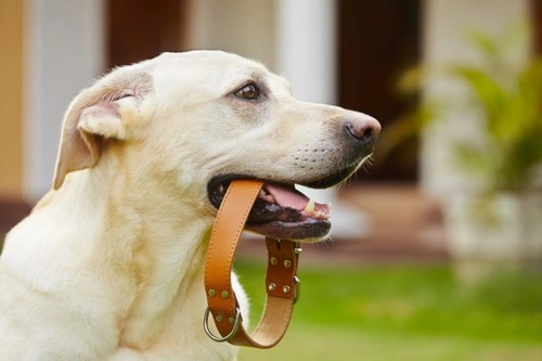 Is It Safe to Walk a Dog When She's in Season?