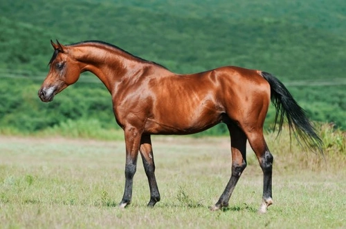 The Three Sires Every Thoroughbred Shares: History & Legacy