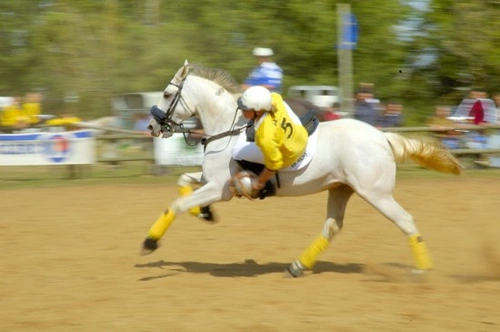 Complete Guide to Horseball: Rules, History & Getting Involved