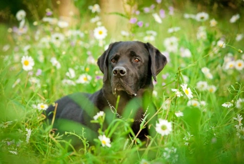 Protégete de insectos que pican y pican a tu perro