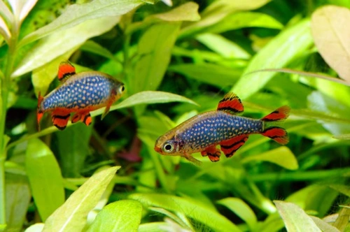 How To Safely Introduce New Fish into a Tropical Tank