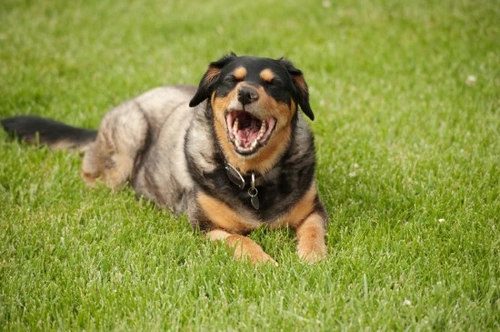 Why is my dog coughing? 10 common causes explained