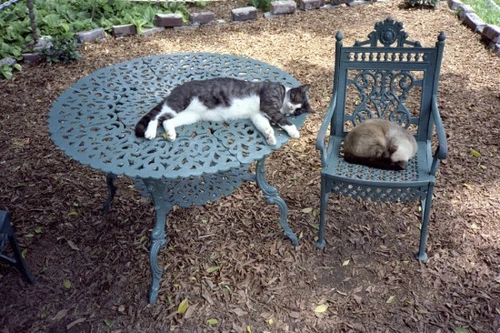 Gatos como animales de zoo: la controversia de los gatos polidáctilos de Hemingway