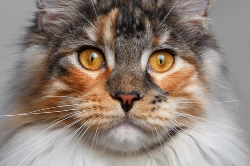Por qué mi gato estornuda: cuándo preocuparse y qué hacer