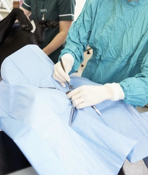 Neutering and Spaying Pets: Balancing Morality and Welfare