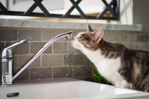 Why Does My Cat Have Weird Drinking Habits? Explained